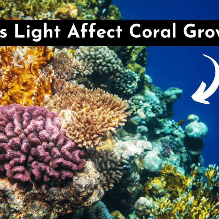 Does Light Affect Coral Growth With Real Examples Pet Fish Online