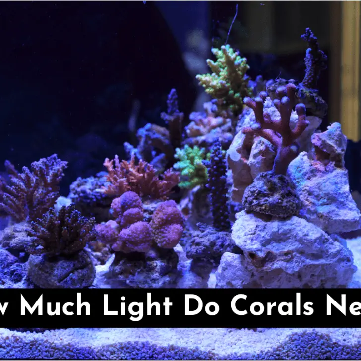 How Much Light Do Corals Need? (With Detailed Schedules) – Pet Fish Online