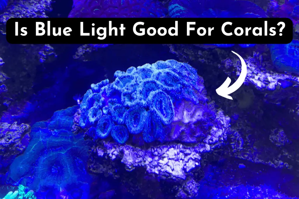 is-blue-light-good-for-corals-common-mistakes-to-avoid-pet-fish-online