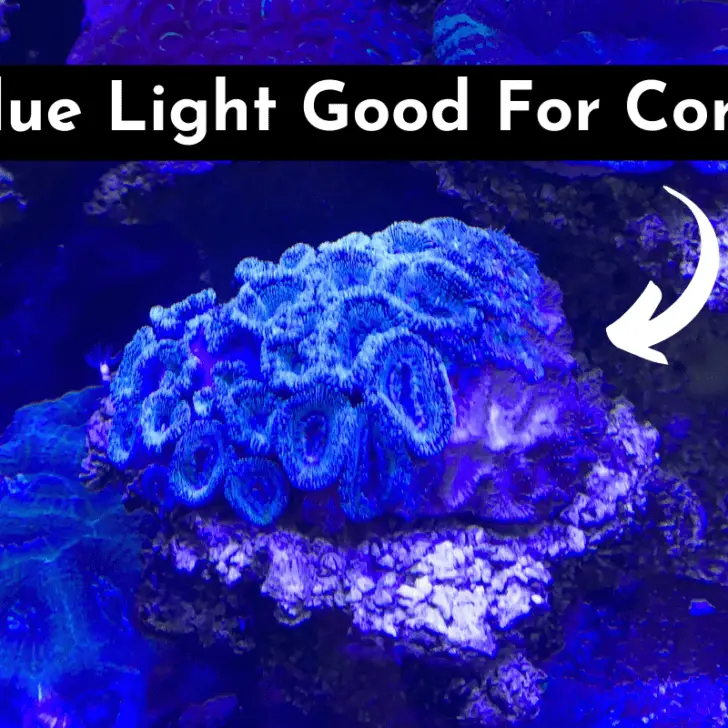 is-blue-light-good-for-corals-common-mistakes-to-avoid-pet-fish-online