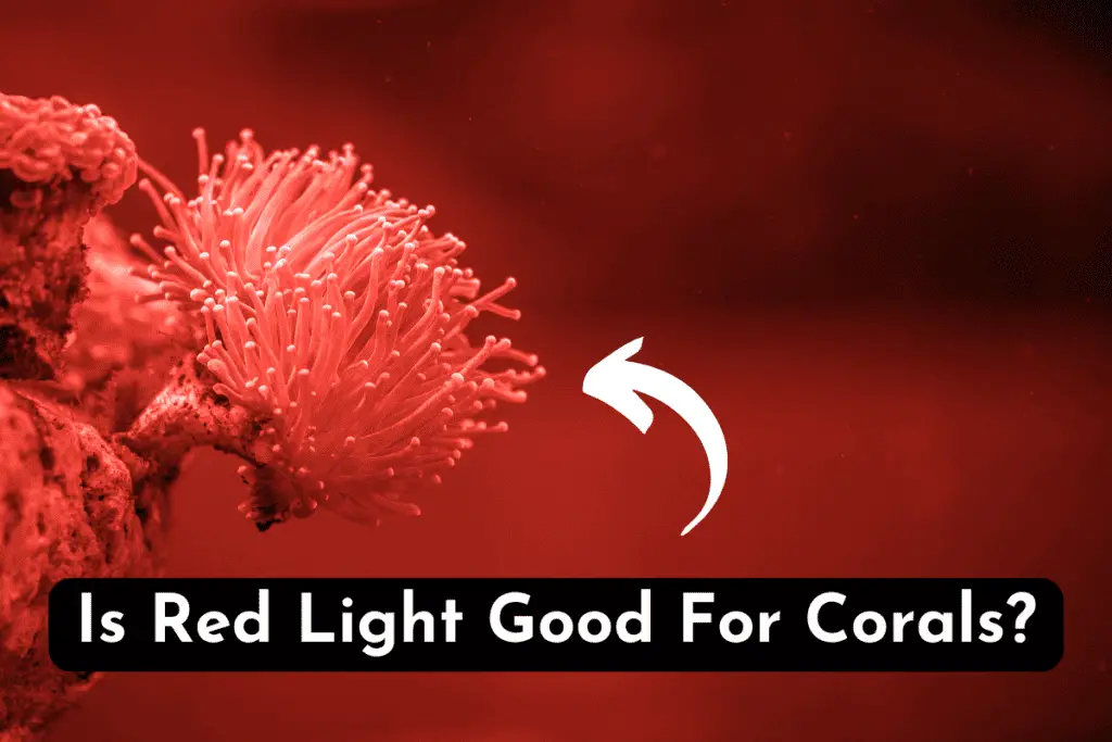 is-red-light-good-for-corals-do-they-actually-need-it-pet-fish-online