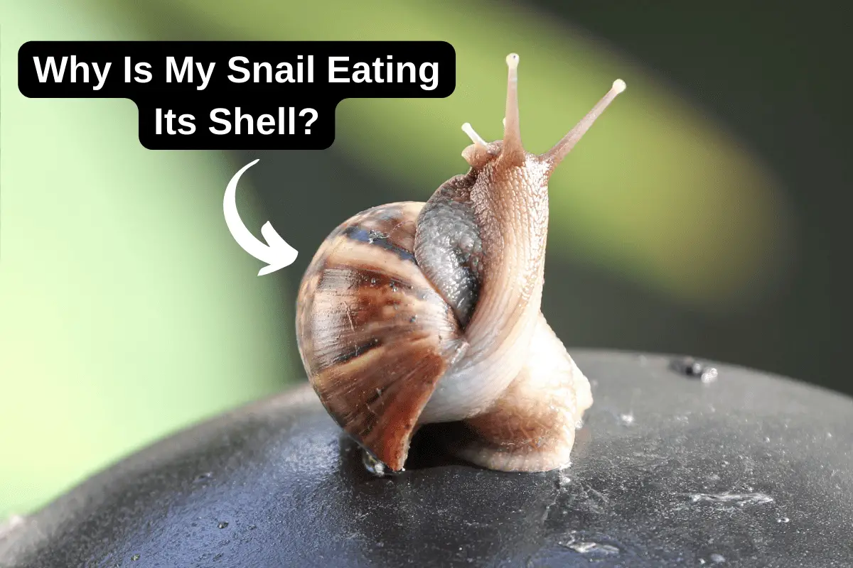 Snil Yon Sex - Why Is My Snail Eating Its Shell? (& What To Do About It) â€“ Pet Fish Online