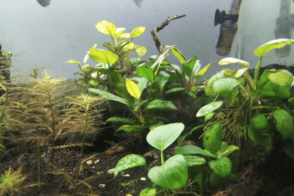 11 Plants Your Oscar Fish Will Love In Their Tank Pet Fish Online