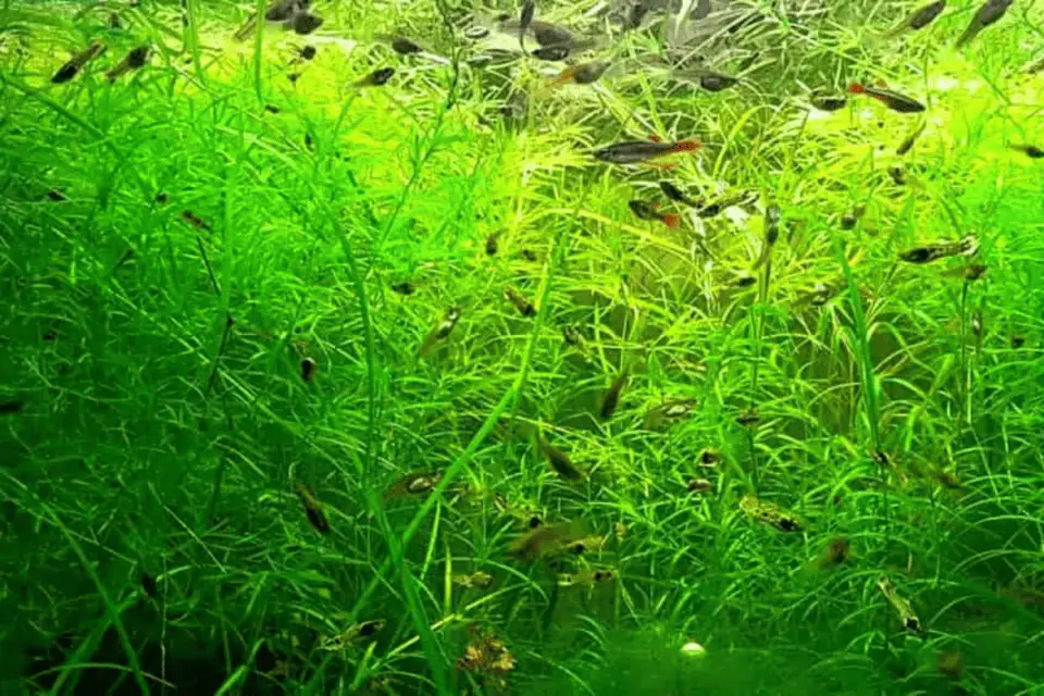 11 Plants Your Molly Fish Will Love In Their Tank – Pet Fish Online