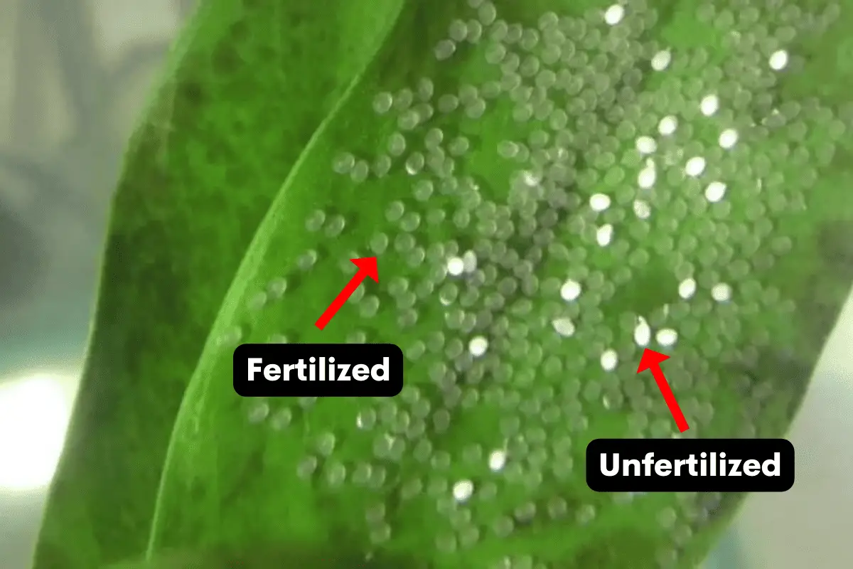 Fertilized vs. Unfertilized Neon Tetra Eggs: A Complete Guide – Pet ...