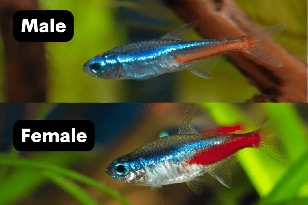 How To Breed Neon Tetras A Step By Step Guide Pet Fish Online