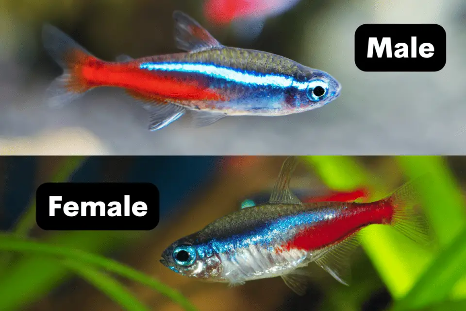 Male vs. Female Neon Tetra: How To Tell The Difference? – Pet Fish Online