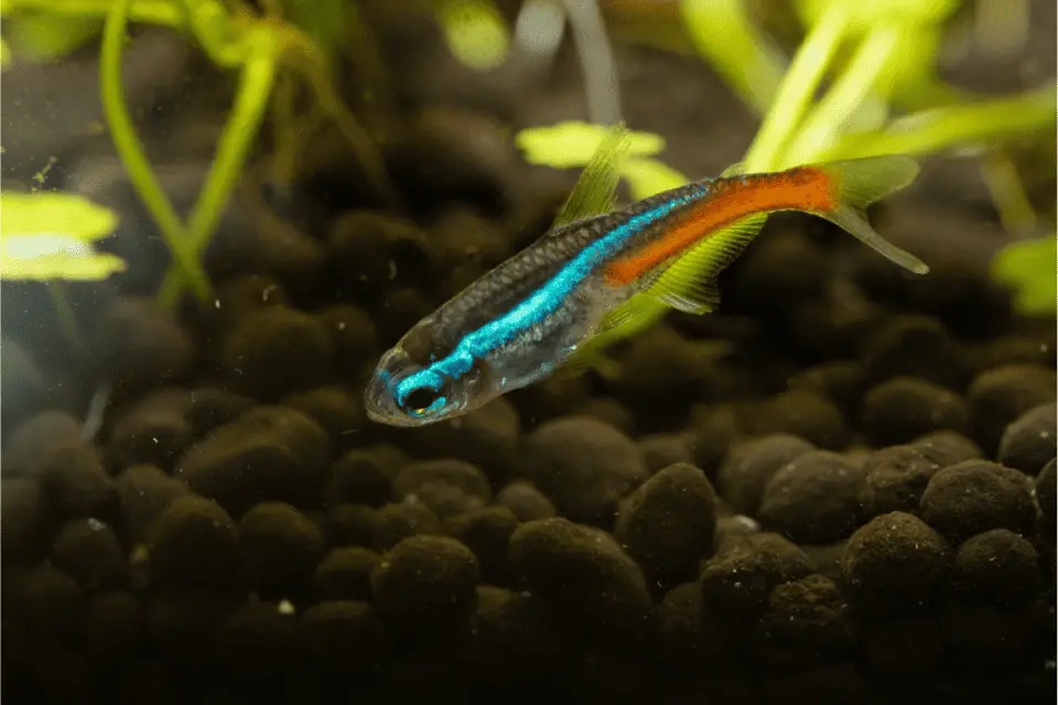 Neon Tetra Tank Setup: A Comprehensive Beginner’s Guide – Pet Fish Online