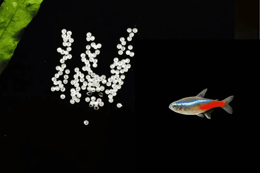 Neon Tetra Eggs Hatching Time Everything You Need To Know Pet Fish