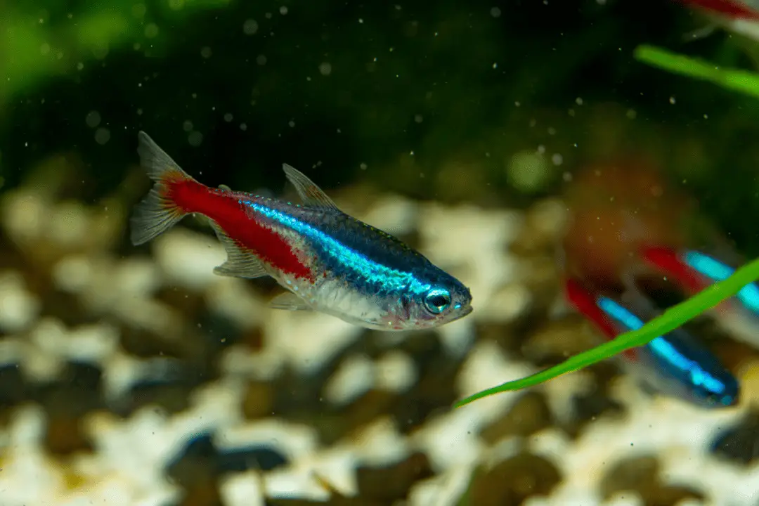 What Do Neon Tetras Eat? (With Real Examples) – Pet Fish Online