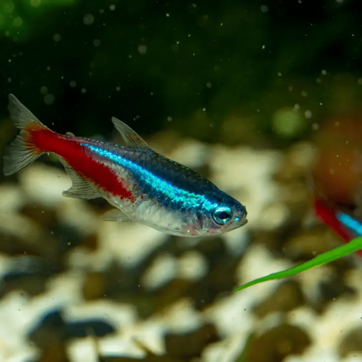 What Do Neon Tetras Eat? (With Real Examples) – Pet Fish Online