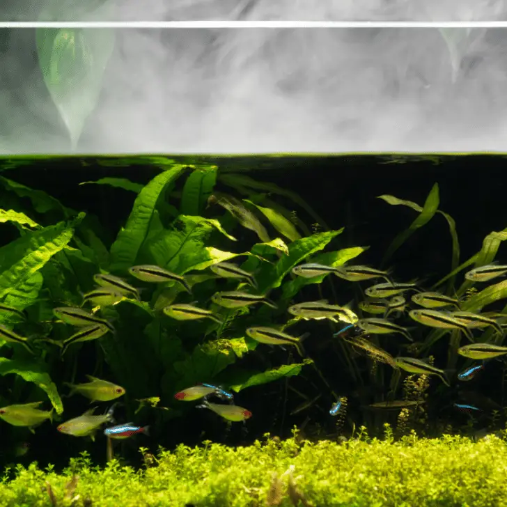 How Many Neon Tetras In A Gallon Tank With Examples Pet Fish Online