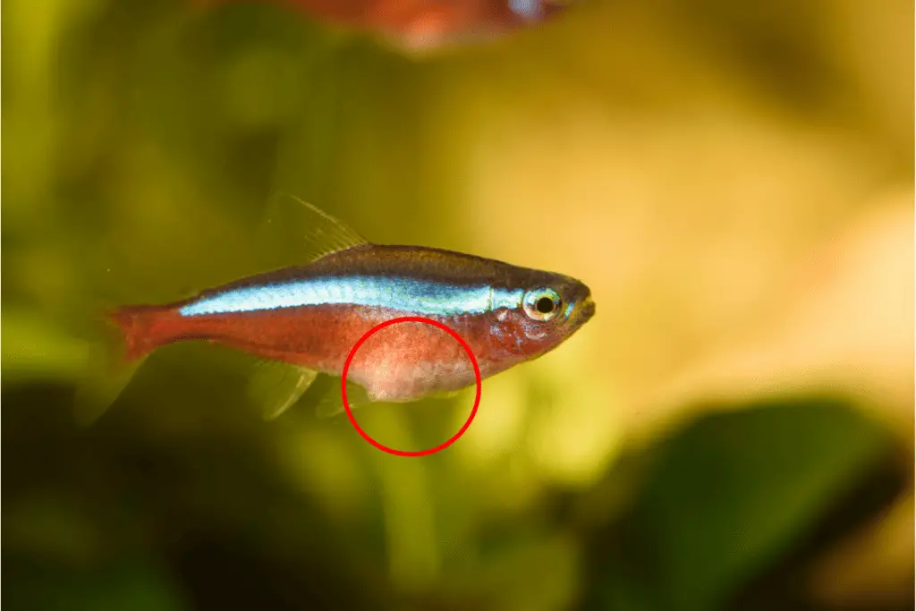 How To Breed Neon Tetras A Step By Step Guide Pet Fish Online