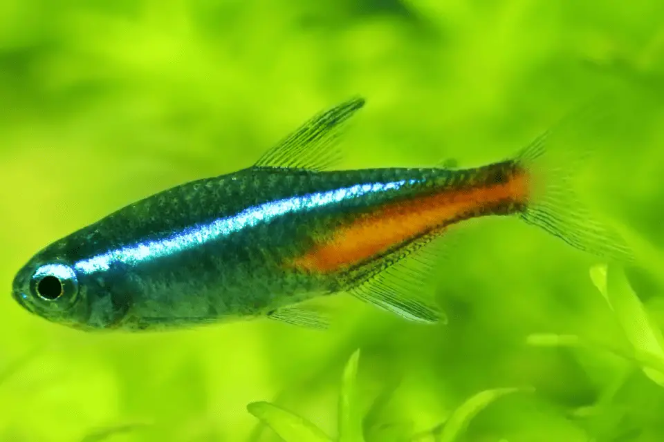 Male vs. Female Neon Tetra: How To Tell The Difference? – Pet Fish Online