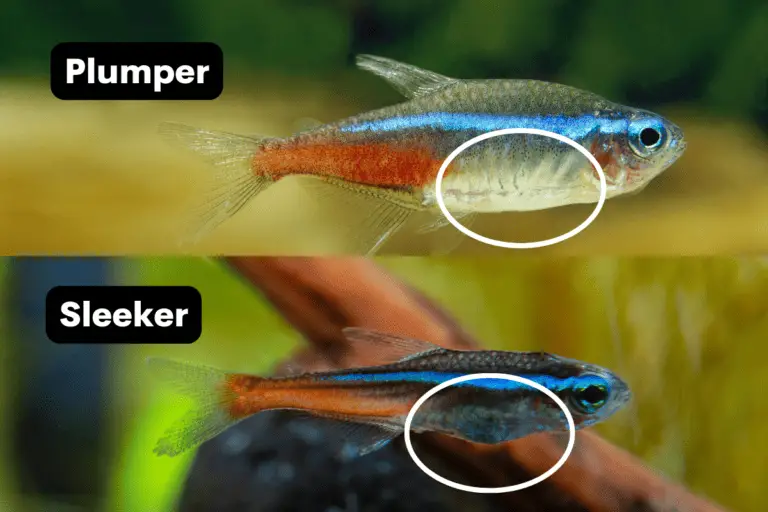 Male vs. Female Neon Tetra: How To Tell The Difference? – Pet Fish Online