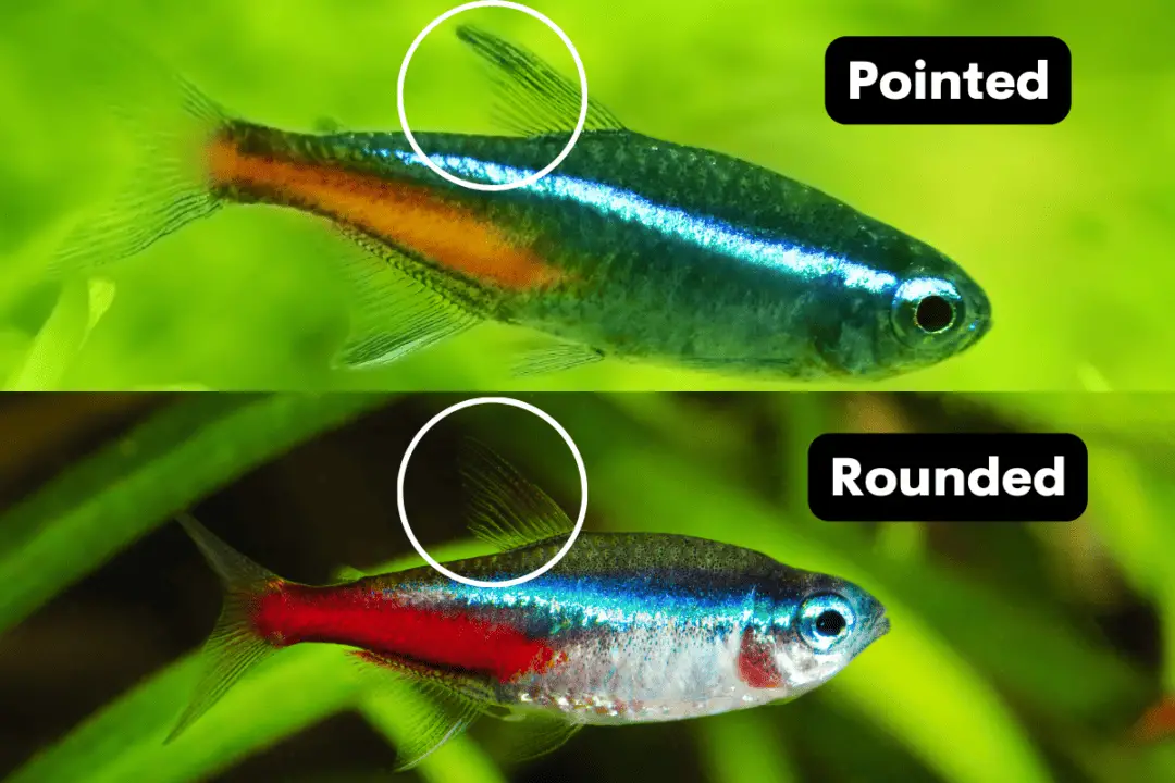 Male vs. Female Neon Tetra: How To Tell The Difference? – Pet Fish Online