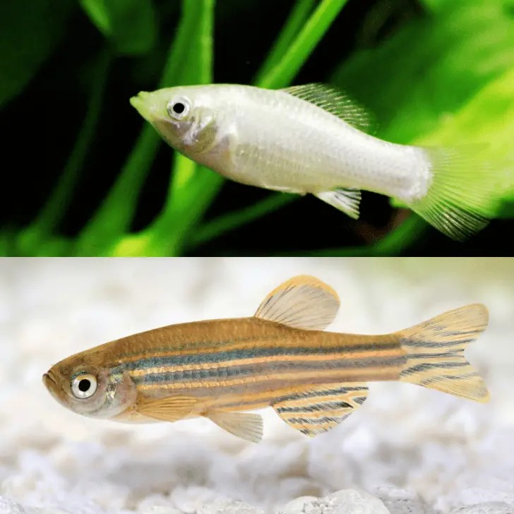 Can Molly Fish And Zebra Danios Live Together? – Pet Fish Online