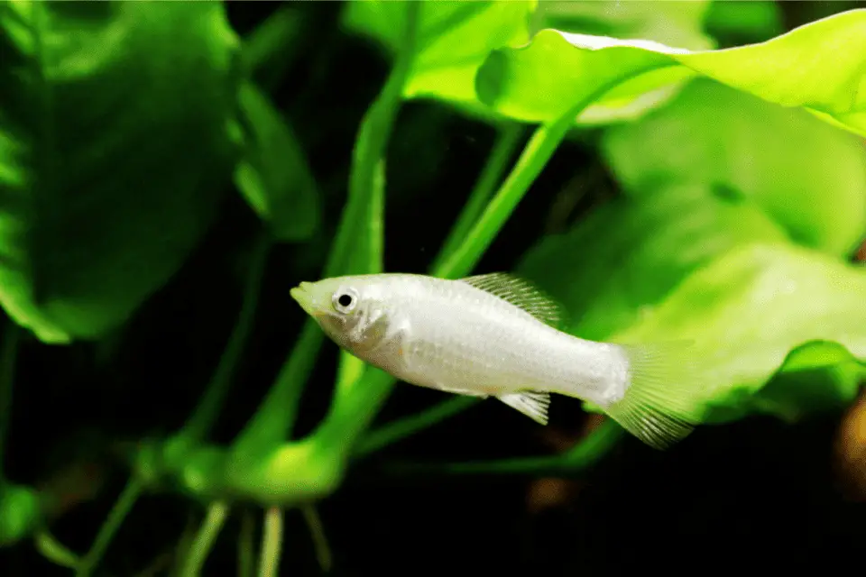 11-plants-your-molly-fish-will-love-in-their-tank-pet-fish-online