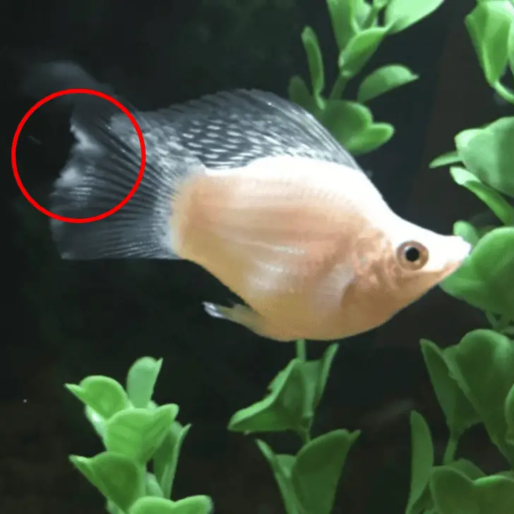 Molly Fish Fin Rot: Causes, Symptoms & Prevention – Pet Fish Online