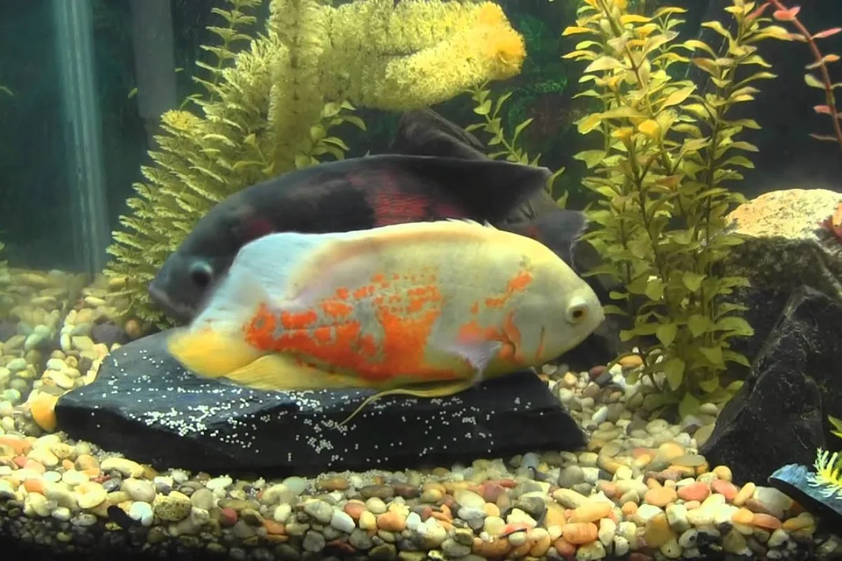 Oscar Fish Eggs 101: Appearance, Care, Hatching Time & More – Pet Fish ...