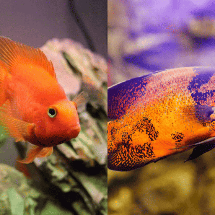 Can Oscar Fish And Blood Parrot Cichlids Live Together? – Pet Fish Online