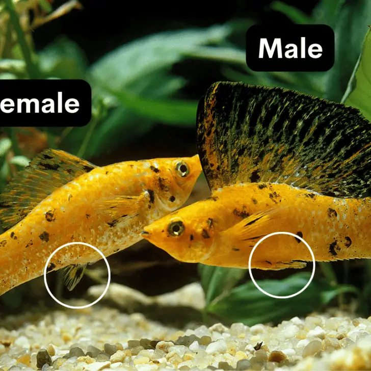 Male vs. Female Molly Fish: How To Tell The Difference? – Pet Fish Online