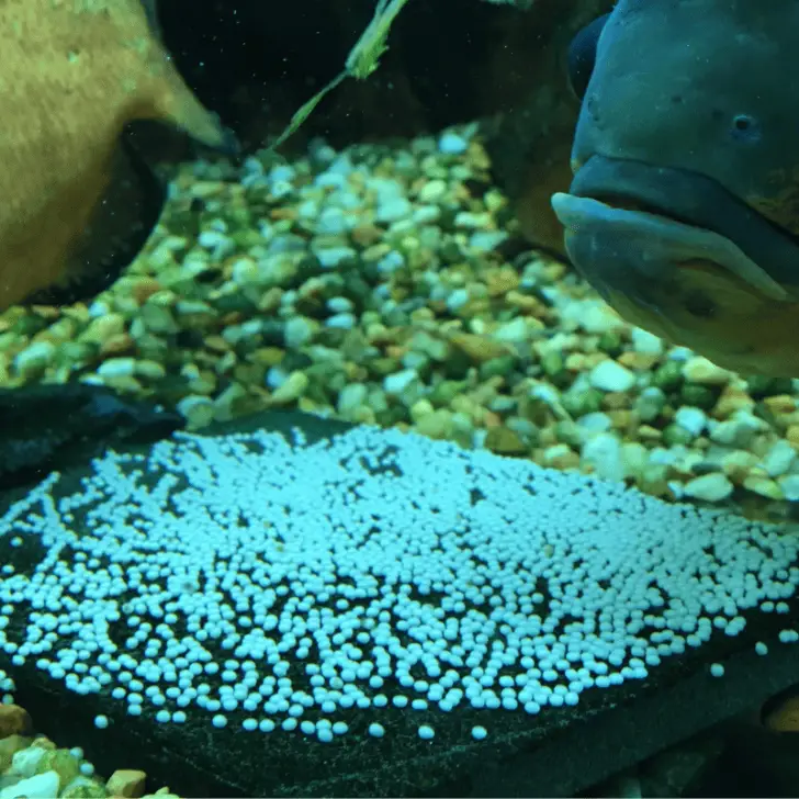 oscar fish eggs hatching