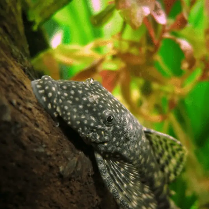 Do Plecos Eat Snails? (With 7 Species To Avoid) – Pet Fish Online