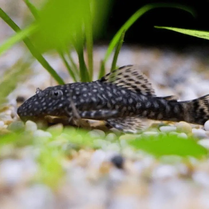 How Much To Feed Plecos Everything You Need To Know Pet Fish Online