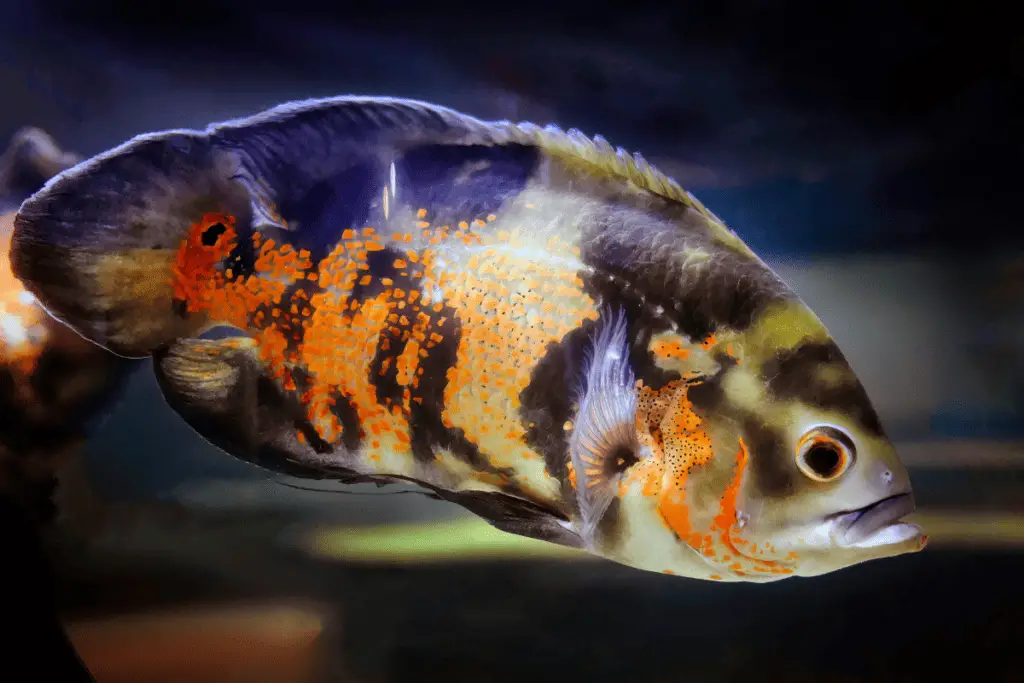 can-oscar-fish-live-in-cold-water-tips-you-should-know-pet-fish-online