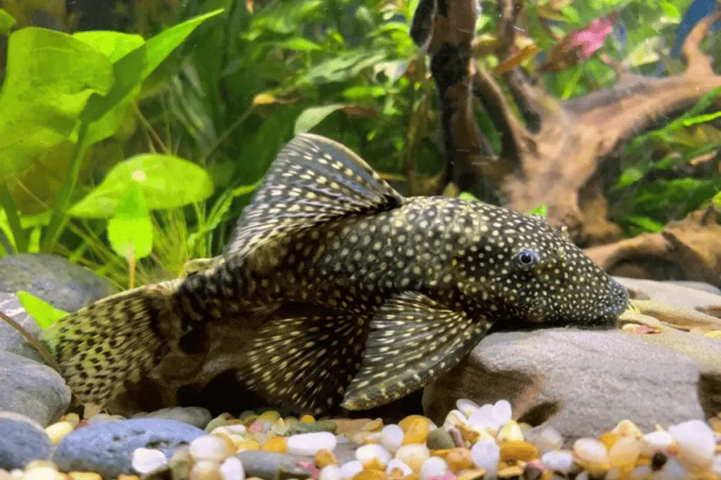 Male vs. Female Pleco Fish: How To Tell The Difference? – Pet Fish Online