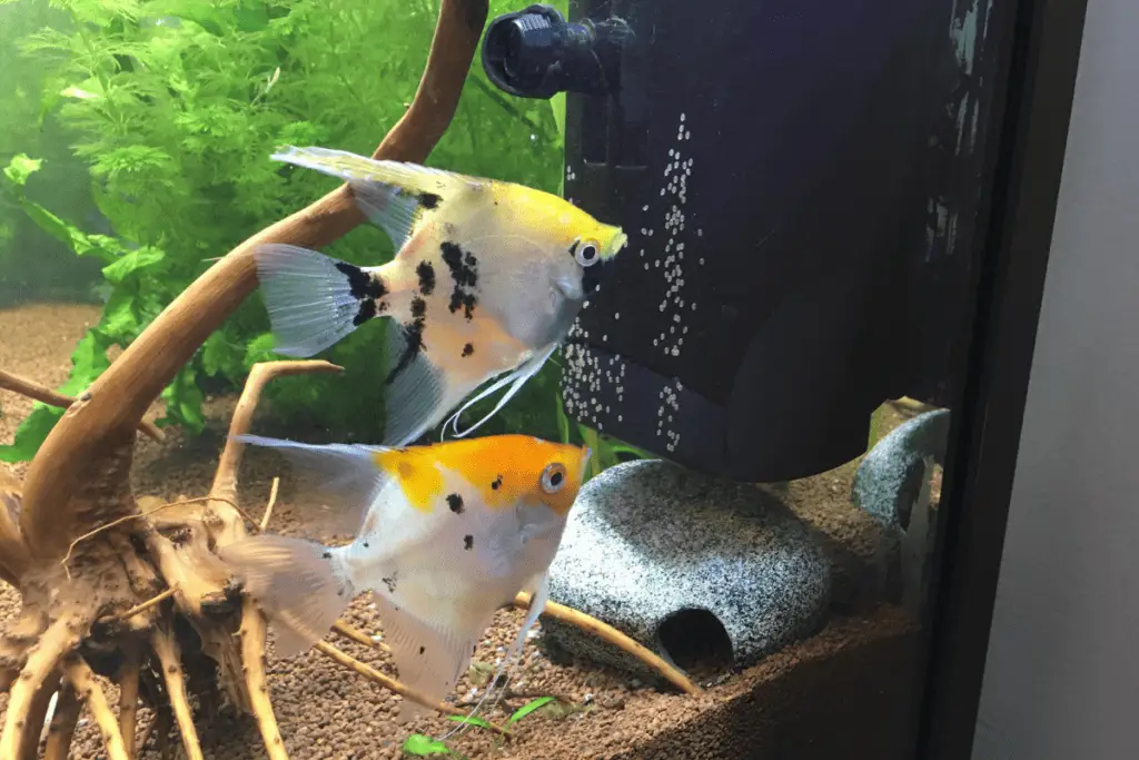 Angelfish Eggs 101: Appearance, Care, Hatching Time & More – Pet Fish ...