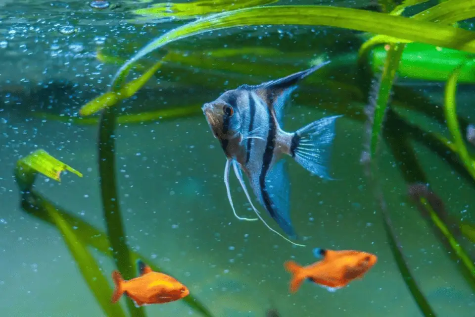 why-has-my-angelfish-become-aggressive-5-easy-solutions-pet-fish