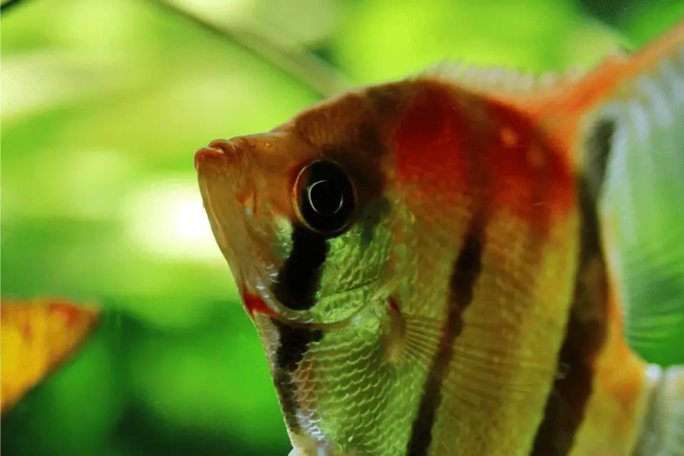 What Do Angelfish Eat? (With 15 Examples) Pet Fish Online