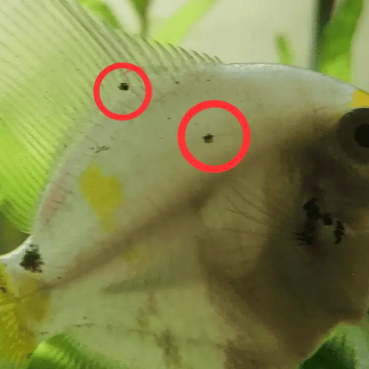 Black Spots On Angelfish: Causes & How To Treat Them – Pet Fish Online