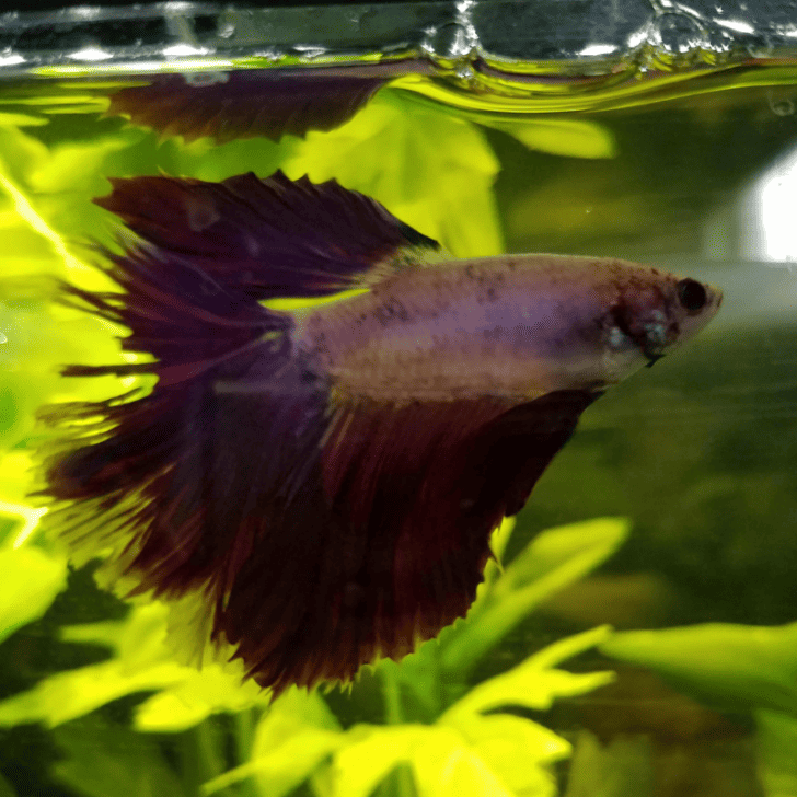 Stress In Betta Fish: 15 Symptoms And Solutions – Pet Fish Online